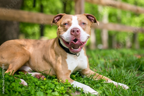 A red and white Pit Bull Terrier mixed breed dog with sectoral heterochromia in its eyes  lying in the grass