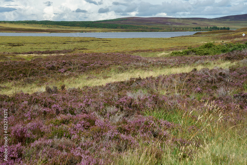 Countryside at Lochindorb photo