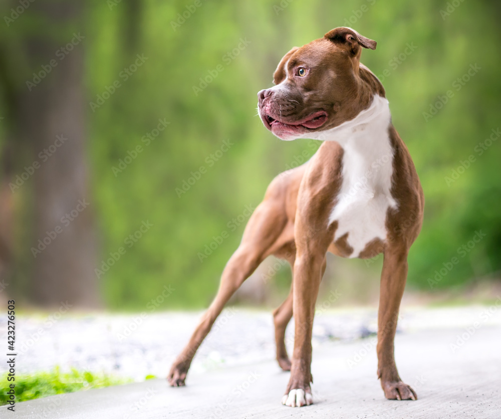 A red and white Boxer x Pit Bull Terrier mixed breed dog standing outdoors A red and white Boxer x Pit Bull Terrier mixed breed dog standing outdoors