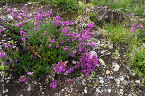 Countryside at Lochindorb photo