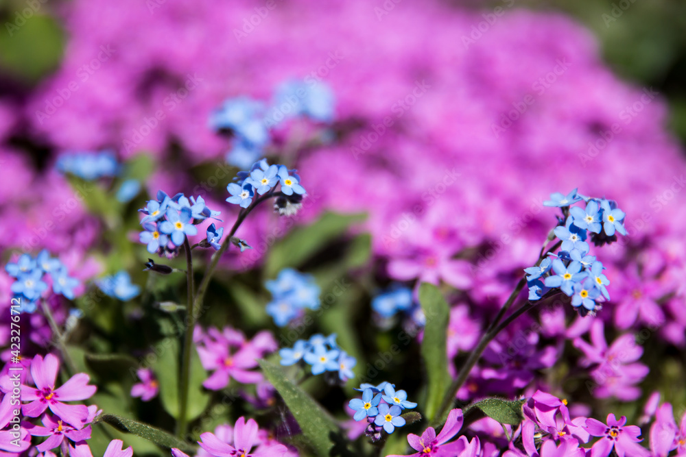 blue flowers in the garden, 