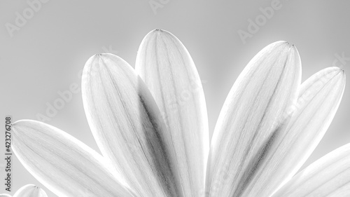 Obraz na plátně Pétalos de margarita blanco y negro