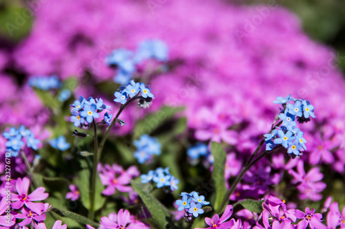 blue flowers in the garden  