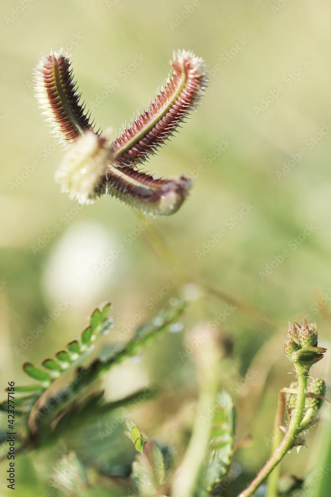 grass flowers with blured background, selected focus on the beach grass flowers with blured background, selected focus on the beach