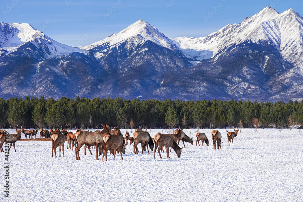 Herd of Elks Cervus elaphus sibiricus Grazing in Winter with Mountains at Background