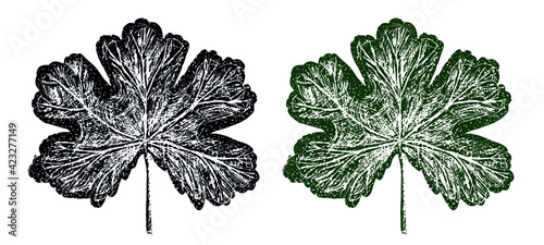 Geranium Leaf Print Botanical Outline Pattern in two Colors