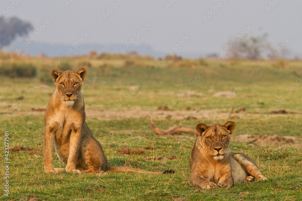 Two wild female lions sitting on the plains, stare, and make eye contact with the camera. Zimbabwe Two wild female lions sitting on the plains, stare, and make eye contact with the camera. Zimbabwe