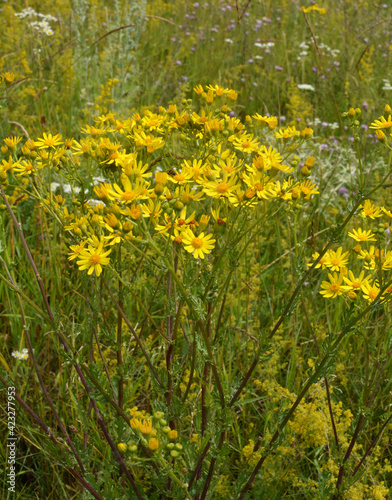 The plant Jacobaea vulgaris grows in the wild © orestligetka