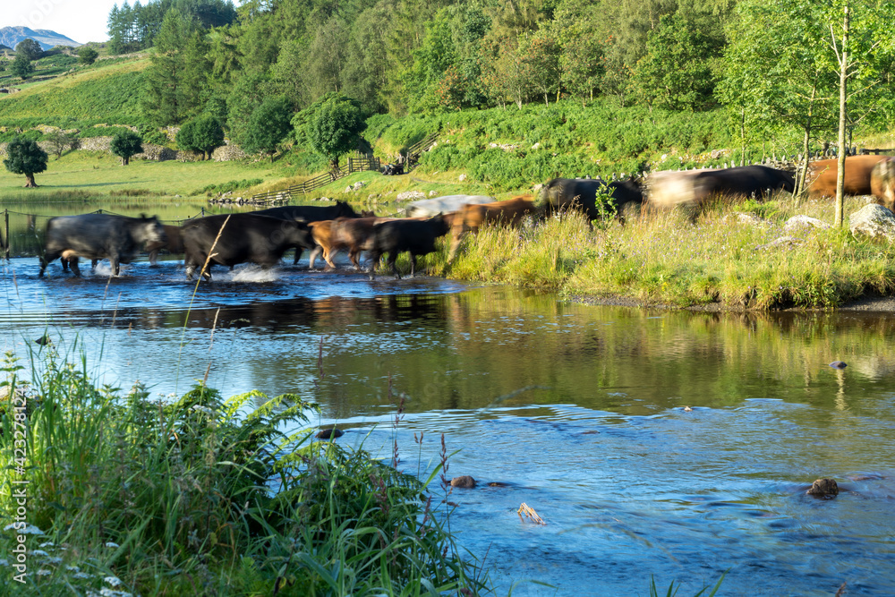 Cattle crossing the ford at Watendlath Tarn Cattle crossing the ford at Watendlath Tarn