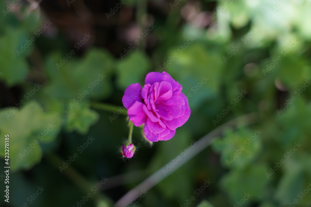 purple flower