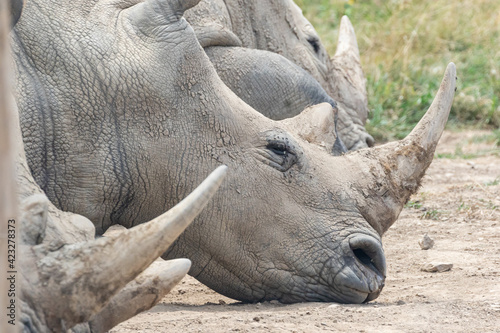 Rhinoceros with horns large animals © Mike