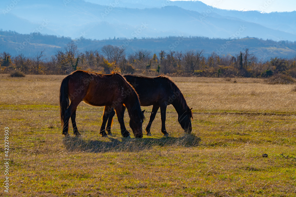 horses in the field in clear sunny weather horses in the field in clear sunny weather