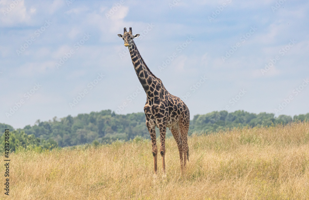 Fototapeta premium Giraffe on the range with blue sky's and long neck