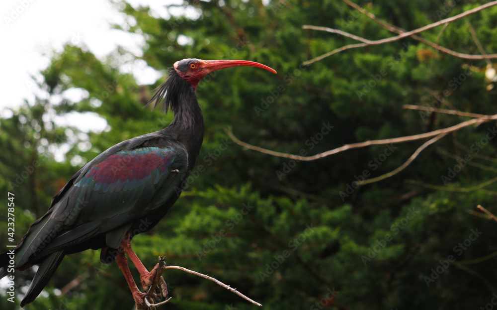 Fototapeta premium Colorful Ibis sitting on a branch