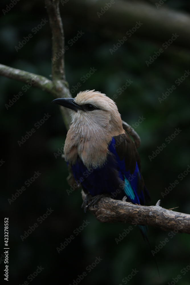 Fototapeta premium Stunning white and blue bird sitting on a branch