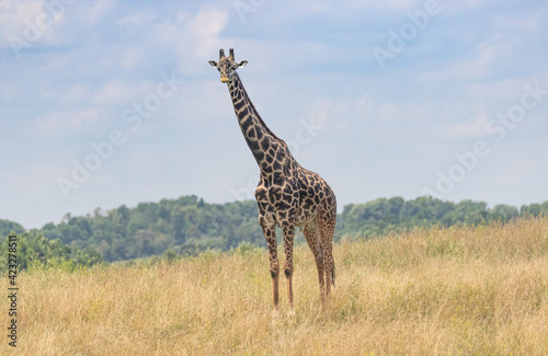 Giraffe on the range with blue sky s and long neck