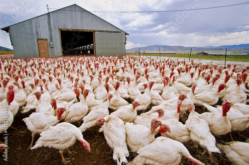 Thousands of curious turkeys destined for dinner plates, Manti, Utah    