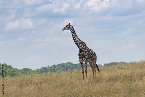 Giraffe on the range with blue sky's and long neck