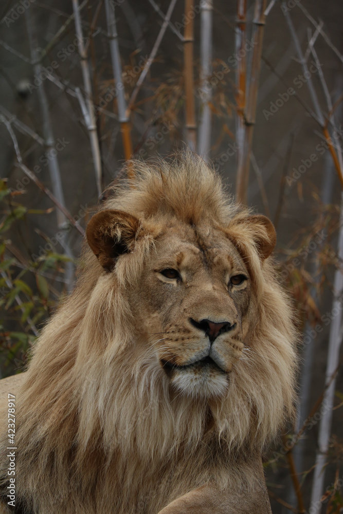 Powerful lion looking out to the horizon