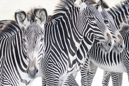 Fototapeta Naklejka Na Ścianę i Meble -  Zebra stripes black and white African animal