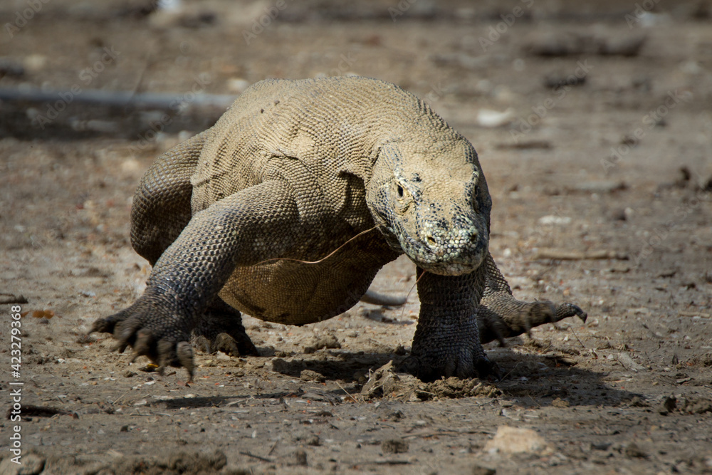 Komodo dragon biggest lizard on earth walking holding up its reptile ...