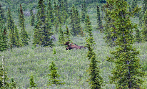 Alaskan Bull Moose moving through the underbrush.