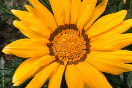 Yellow Gazania