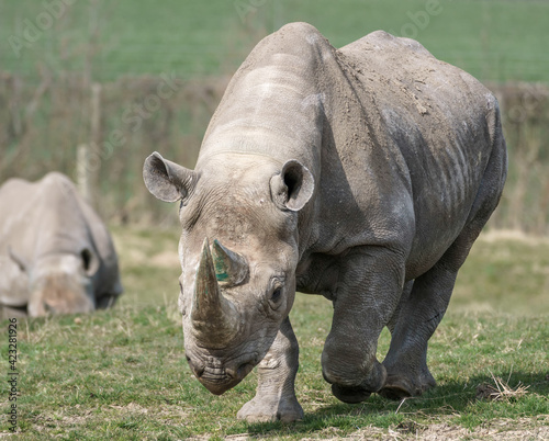 Black Rhinoceros or Hook-lipped Rhinoceros  Diceros bicornis 