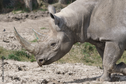 Black Rhinoceros or Hook-lipped Rhinoceros (Diceros bicornis) © philipbird123