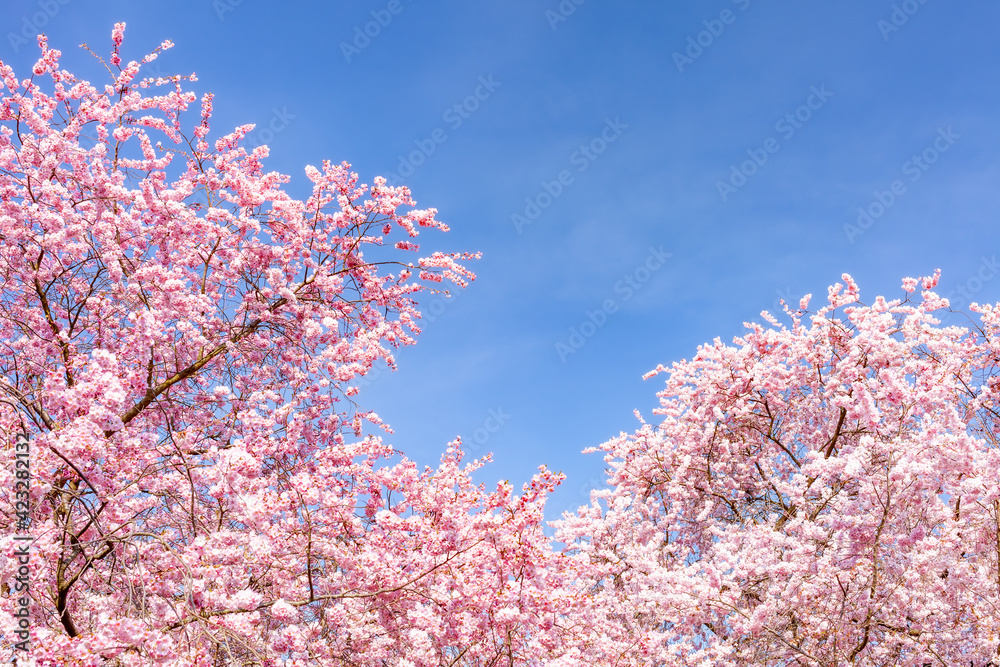 Pink cherry blossom tree in spring