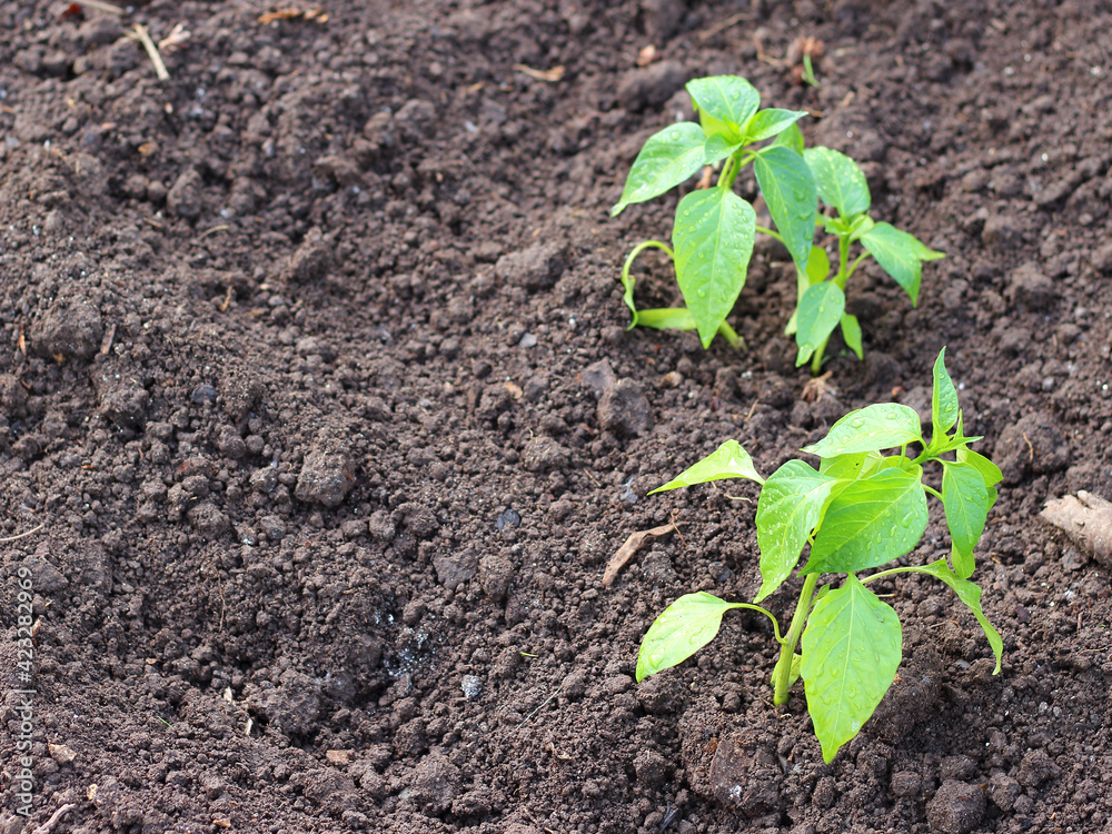 Two young pepper seedlings in the vegetable garden at early springtime. Organic agriculture background. Selective focus, copy space. Two young pepper seedlings in the vegetable garden at early springtime. Organic agriculture background. Selective focus, copy space.
