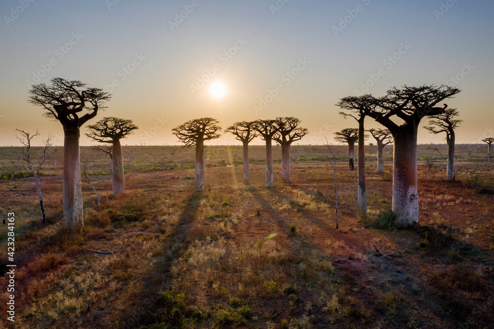 Obraz premium aerial view to the most famous baobab alley. spectacular trees in Madagascar