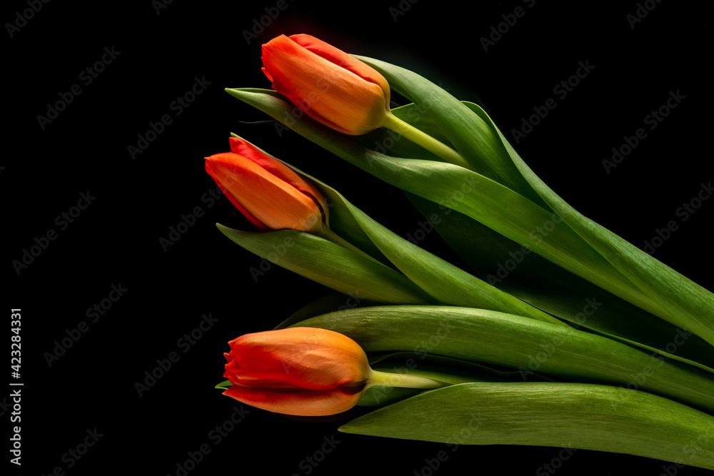 orange-red tulips on black mirror background top view orange-red tulips on black mirror background top view