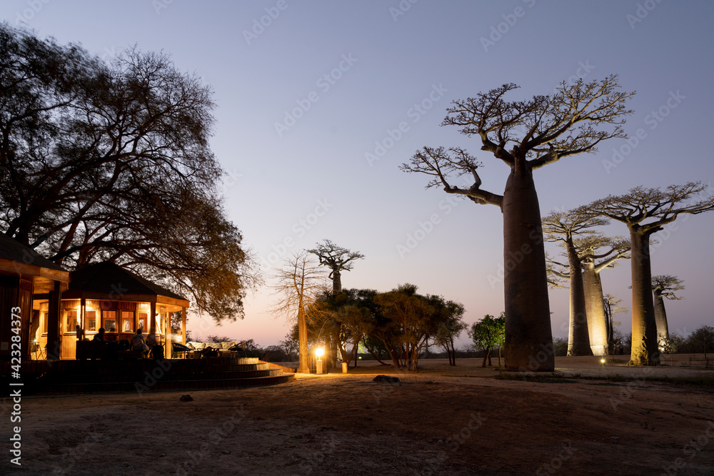 the most famous baobab alley. spectacular trees in Madagascar