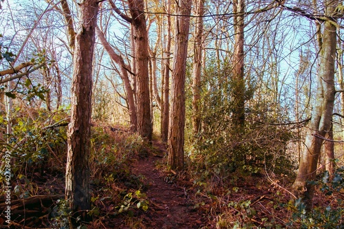 Deciduous forest in rusty colors. Thinning trees with cracking bark. Visible wood texture. Blue luminous sky in the background.