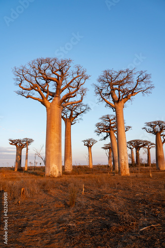 Fotografie the most famous baobab alley. spectacular trees in Madagascar
