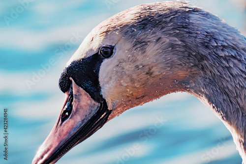 Closeup to swan's head. Light beige feathers and blue-pink beak, covered with drops of water. Blue water on the background. Beautiful swan captured during bathing. 