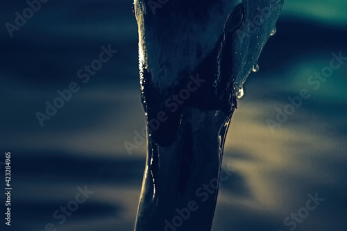 Closeup to swan's head. Swan is going to deep down his head into the water. Aanimal is covered with drops of water. Dark blue water on the background. Dark mood. 