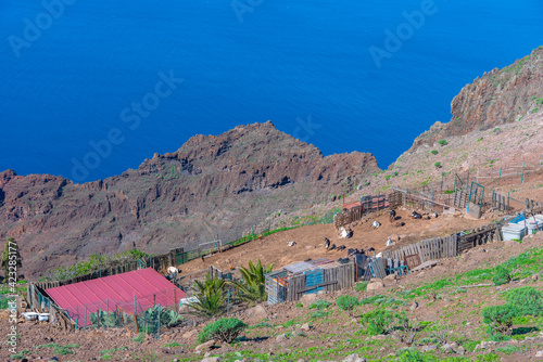 Goat farm at La Gomera, Canary Islands, Spain photo