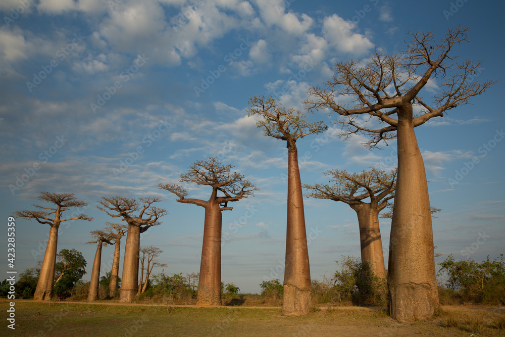 Fototapeta premium the most famous baobab alley. spectacular trees in Madagascar