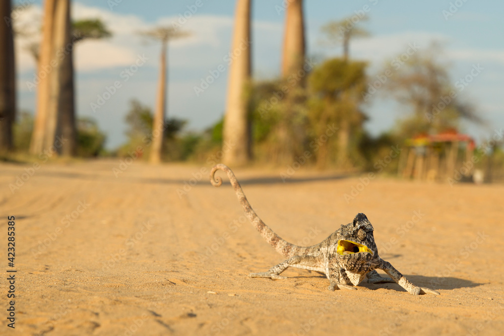 Obraz premium Panther chameleon in the most famous baobab alley. spectacular trees in Madagascar.