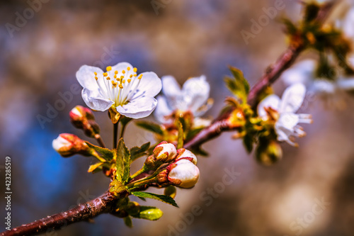 Blooming tree branches in spring with white flowers close up. Beautiful spring time