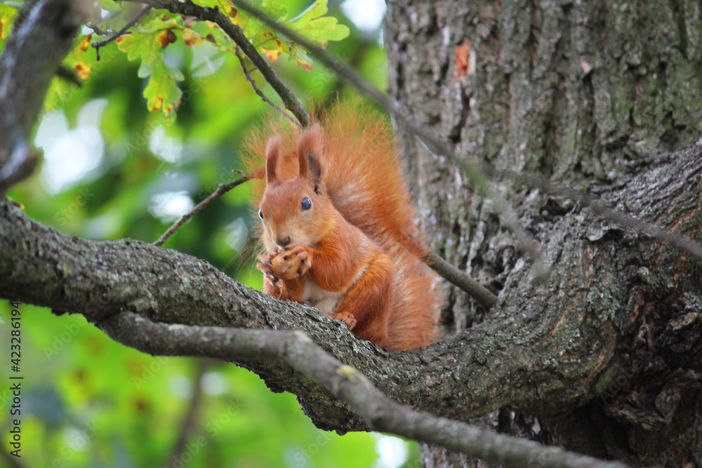 squirrel, red, on a tree, eating a nut, nature, beautiful, oak, green squirrel, red, on a tree, eating a nut, nature, beautiful, oak, green