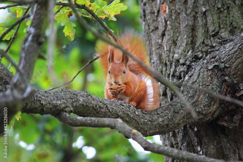 squirrel, red, on a tree, eating a nut, nature, beautiful, oak, green