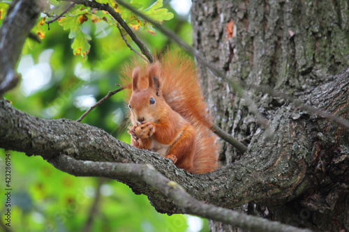 squirrel, red, on a tree, eating a nut, nature, beautiful, oak, green © Oleksandr