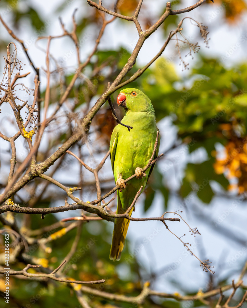Ring-necked parakeet (Psittacula krameri) sitting on the branch Ring-necked parakeet (Psittacula krameri) sitting on the branch