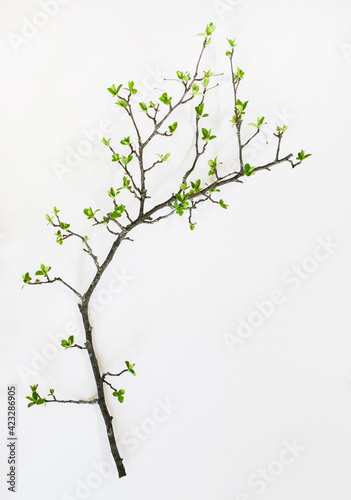 Budding leaves on Crab Apple Tree in Spring