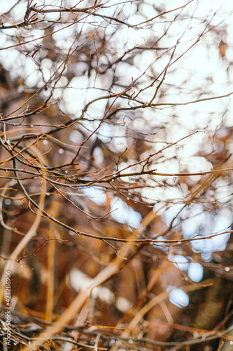 water drops on branches in Spring Thaw
