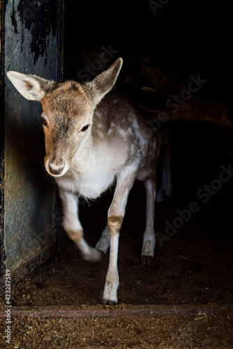 Fotografie A baby deer kept in a zoo.
