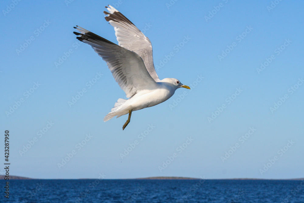Seagull flight above the White Sea Seagull flight above the White Sea